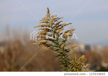 Golden Wildflower Blossom Close Up Against Dec 4 2024 125019685