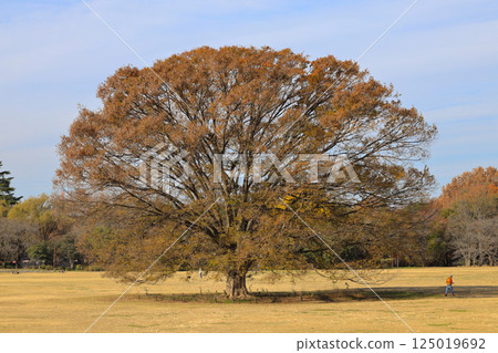 Serene Autumn Park with Golden Trees and a Playground Dec 4 2024 125019692
