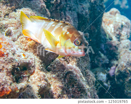 Red snapper, a high-class fish. Hirizohama Nakagi Minamiizu Town Izu Peninsula Shizuoka Prefecture 2024 125019765