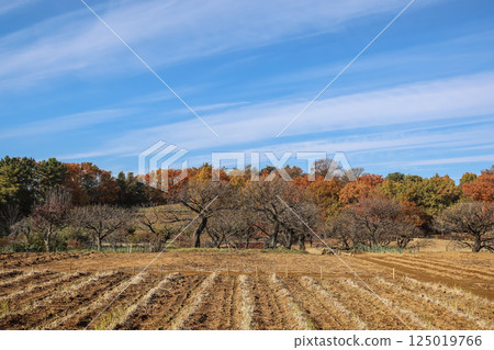 Landscape With Fields and Vibrant Deciduous Forest B Dec 4 2024 125019766
