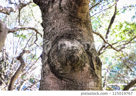 Tree Trunk with Natural Bark Texture in Forest Dec 4 2024 Tree Trunk with Natural Bark Texture in Forest Dec 4 2024 125019767