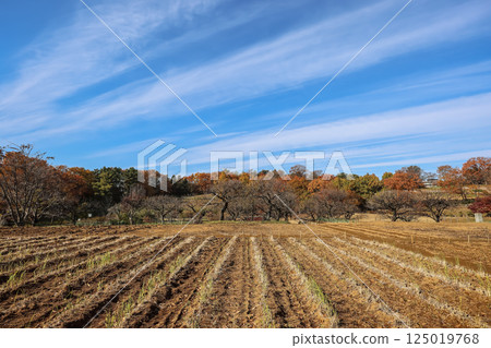 Landscape With Fields and Vibrant Deciduous Forest B Dec 4 2024 125019768