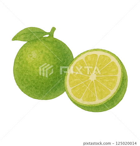 酢橘的水彩插圖（整體和橫截面） 125020014