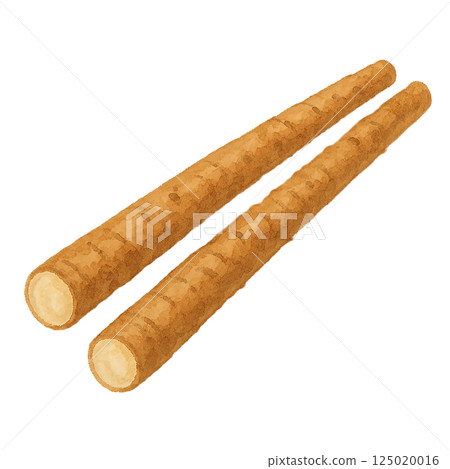 Watercolor illustration of burdock (with skin, cross section) 125020016