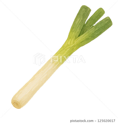 Watercolor illustration of a long onion (whole) Watercolor illustration of a long onion (whole) 125020017