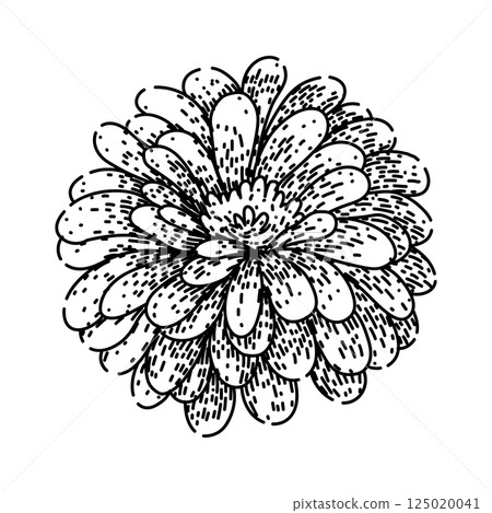 colorful zinnia sketch hand drawn vector 125020041
