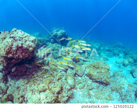 A beautiful flock of red goatfish. 125020122