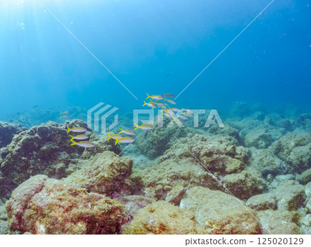 一群美麗的紅色鯰魚。紅鯢鰹 125020129