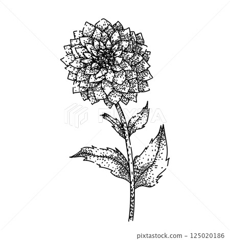 petal dahlia sketch hand drawn vector petal dahlia sketch hand drawn vector 125020186