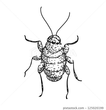 pest cockroach sketch hand drawn vector 125020199