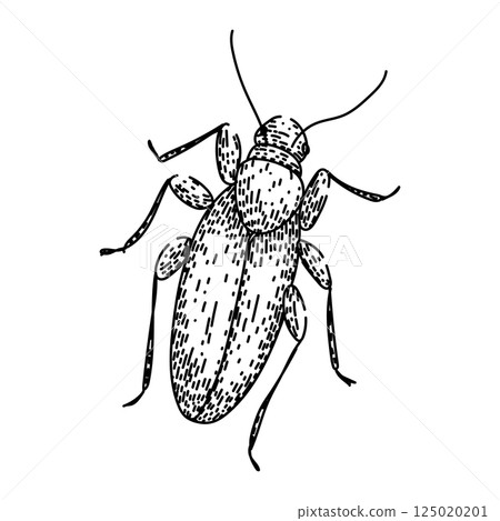 extermination cockroach sketch hand drawn vector 125020201