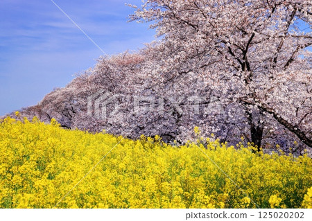 Kumagaya cherry blossoms in full bloom 125020202