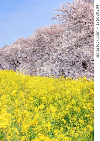 熊谷櫻花盛開 125020204