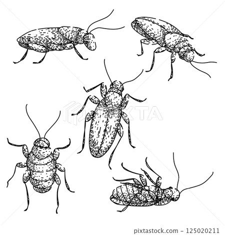 cockroach set sketch hand drawn vector cockroach set sketch hand drawn vector 125020211