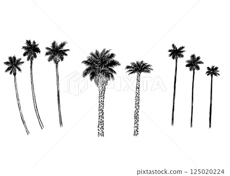 Tourism/Shikoku Tokushima Prefecture's symbol tree "Washington palm" _ Hand-drawn line drawing, monochrome illustration 125020224