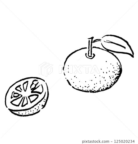 Tourism/Sudachi, a specialty of Tokushima Prefecture in Shikoku_Hand-drawn line drawing, monochrome illustration 125020234