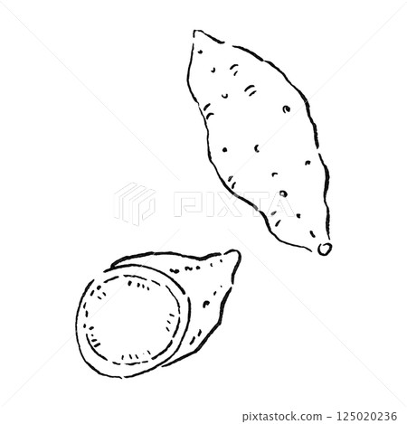 旅遊/四國德島縣特產金時馬鈴薯_地瓜_手繪線條圖，單色插圖 125020236