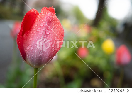 Red tulips wet with April rain and covered in lots of water droplets 125020240