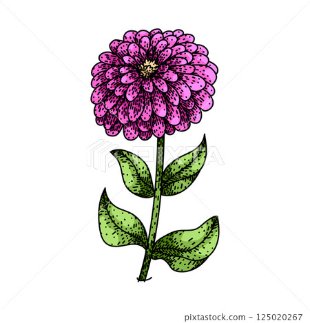 bloom zinnia sketch hand drawn vector 125020267