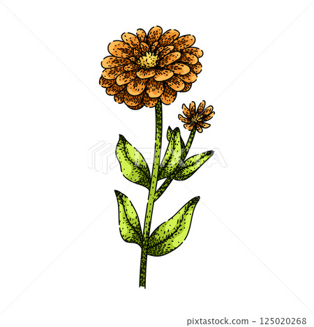 flower zinnia sketch hand drawn vector flower zinnia sketch hand drawn vector 125020268