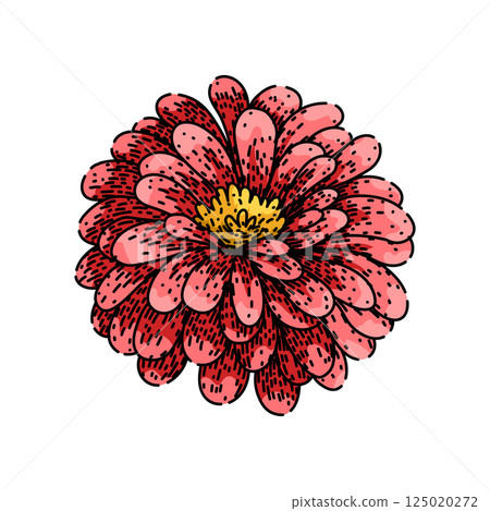 colorful zinnia sketch hand drawn vector colorful zinnia sketch hand drawn vector 125020272