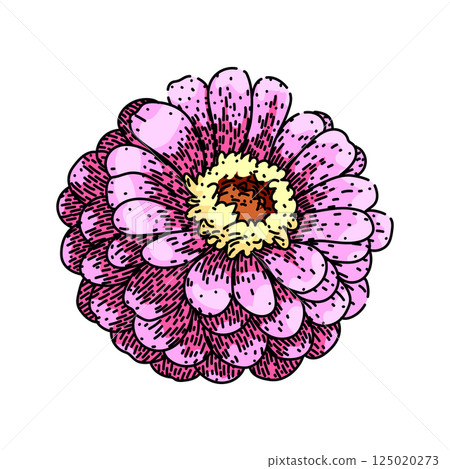 garden zinnia sketch hand drawn vector garden zinnia sketch hand drawn vector 125020273
