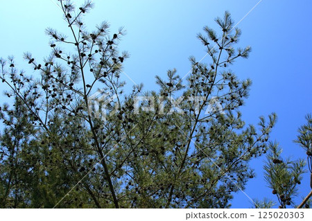 [Aomori City, Aomori Prefecture] Pine trees and the sky at Nogikazu Park 125020303
