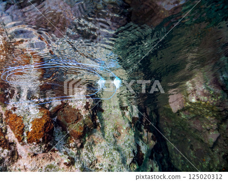 A beautiful trio of longfin trevally swimming on the surface of the water. Hirizohama Nakagi Minamiizu Town Izu Peninsula Shizuoka Prefecture 2024 125020312