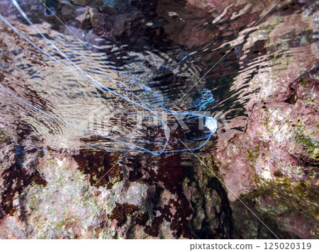 A beautiful trio of longfin trevally swimming on the surface of the water. Hirizohama Nakagi Minamiizu Town Izu Peninsula Shizuoka Prefecture 2024 125020319