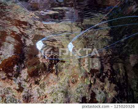 A beautiful trio of longfin trevally swimming on the surface of the water. Hirizohama Nakagi Minamiizu Town Izu Peninsula Shizuoka Prefecture 2024 125020326