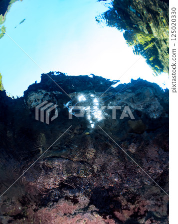 A beautiful trio of longfin trevally swimming on the surface of the water. Hirizohama Nakagi Minamiizu Town Izu Peninsula Shizuoka Prefecture 2024 A beautiful trio of longfin trevally swimming on the surface of the water. Hirizohama Nakagi Minamiizu Town Izu Peninsula Shizuoka Prefecture 2024 125020330