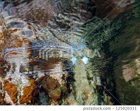 A beautiful trio of longfin trevally swimming on the surface of the water. Hirizohama Nakagi Minamiizu Town Izu Peninsula Shizuoka Prefecture 2024 125020331