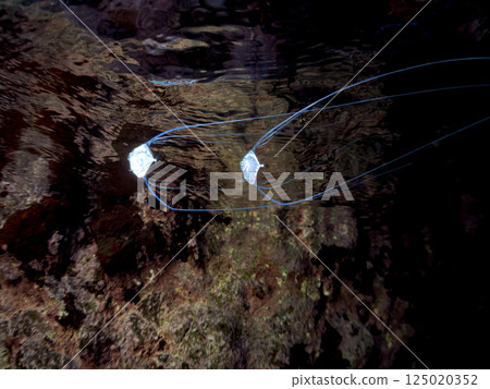 A beautiful trio of longfin trevally swimming on the surface of the water. Hirizohama Nakagi Minamiizu Town Izu Peninsula Shizuoka Prefecture 2024 125020352