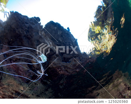 A beautiful trio of longfin trevally swimming on the surface of the water. Hirizohama Nakagi Minamiizu Town Izu Peninsula Shizuoka Prefecture 2024 125020360