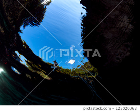 A beautiful trio of longfin trevally swimming on the surface of the water. Hirizohama Nakagi Minamiizu Town Izu Peninsula Shizuoka Prefecture 2024 A beautiful trio of longfin trevally swimming on the surface of the water. Hirizohama Nakagi Minamiizu Town Izu Peninsula Shizuoka Prefecture 2024 125020368