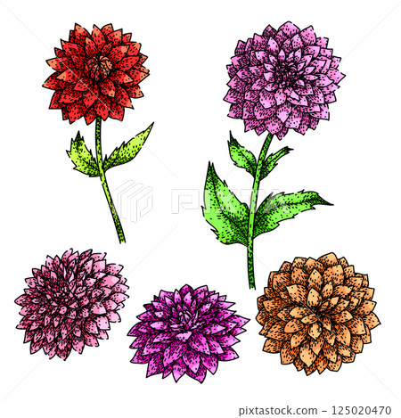 dahlia set sketch hand drawn vector dahlia set sketch hand drawn vector 125020470