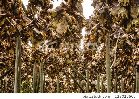 Cod stockfish drying on racks, Lofoten islands Norway 125020603
