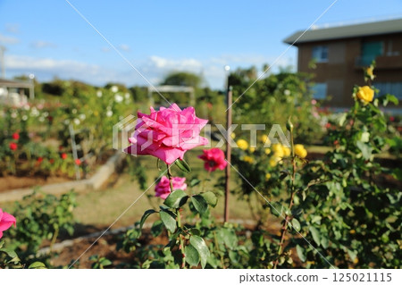 Arao City Ominous Citizen Flower Bed Rose Flower, Arao City Ominous Citizen Flower Bed Rose Flower, 125021115