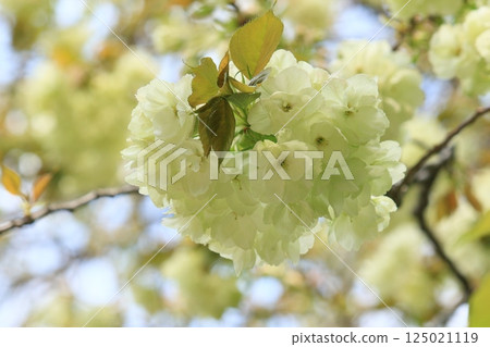 鬱金櫻花 鬱金櫻花是一種開淡綠色花朵的櫻花樹。 鬱金櫻花 鬱金櫻花是一種開淡綠色花朵的櫻花樹。 125021119
