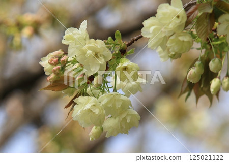 Ukon Sakura Ukon Sakura is a cherry tree that has pale green flowers. Ukon Sakura Ukon Sakura is a cherry tree that has pale green flowers. 125021122