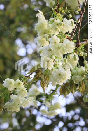 Ukon Sakura Ukon Sakura is a cherry tree that has pale green flowers. 125021125