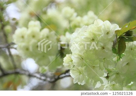 鬱金櫻花 鬱金櫻花是一種開淡綠色花朵的櫻花樹。 125021126