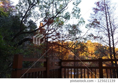 公園池塘木甲板 公園池塘木甲板 125021139