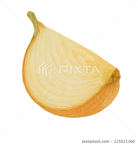 洋蔥橫切面圖(半切,水彩風格,透明背景) 洋蔥橫切面圖(半切,水彩風格,透明背景) 125021160
