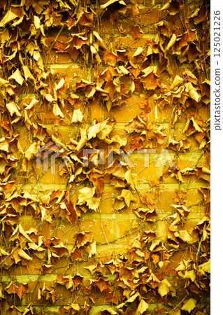 Red brick wall background and dry ivy leaves plants Red brick wall background and dry ivy leaves plants 125021226
