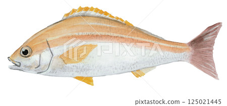咕嚕魚水彩畫 125021445