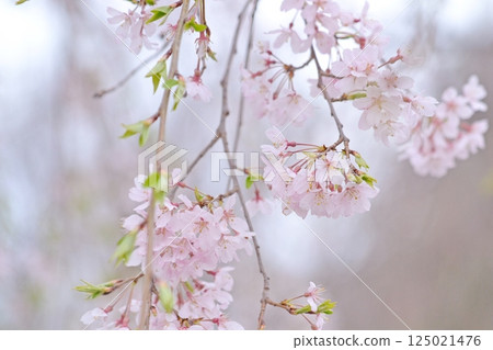 cherry blossoms are blooming 125021476