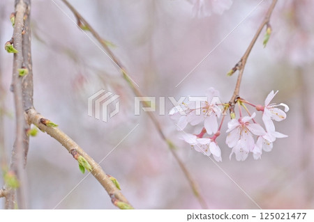 Swaying weeping cherry tree Swaying weeping cherry tree 125021477