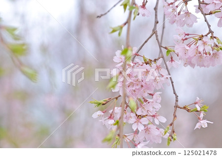 cherry blossoms are blooming 125021478