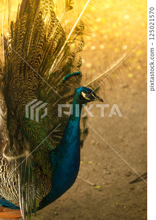 Beautiful majestic male peacock with blue head 125021570